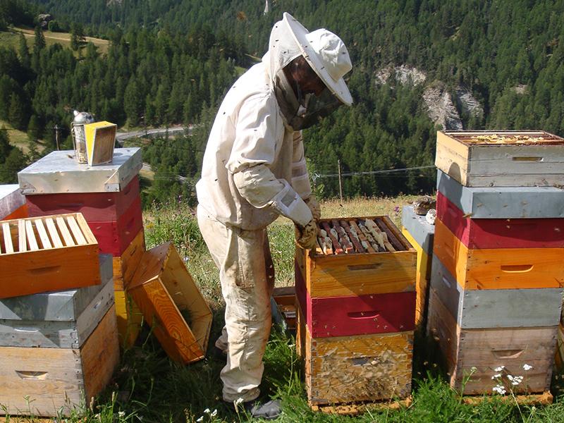 Abeilles et apiculture 