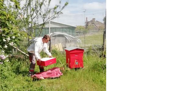 Première récolte de miel pour le rucher de la commune de Mondoubleau (Loir-et-Cher), partenaire Abeille, Sentinelle de l\'environnement