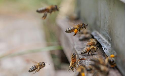 2 nouvelles communes labellisées APIcité pour leur action en faveur des pollinisateurs