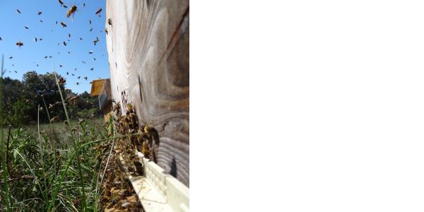 Pétition - Appel de Quimper le 21 octobre 2022 : 12 mesures urgentes pour la sauvegarde des abeilles et la biodiversité