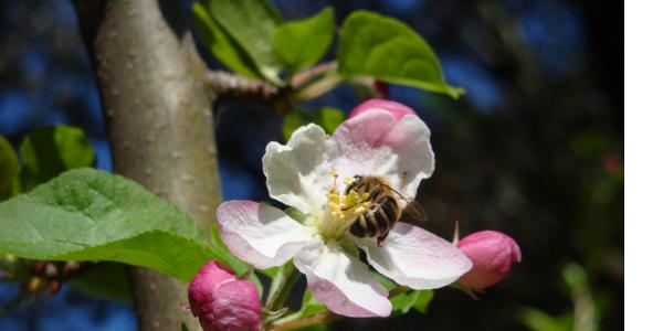 APIcité, un label en faveur de la préservation des abeilles et des pollinisateurs sauvages. Vous pouvez candidater jusqu\'au 1er octobre !